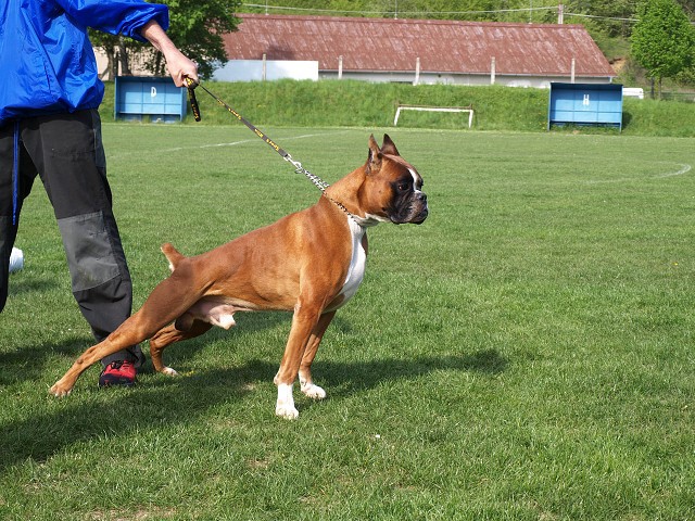 www.atibox.net * www.euroboxer.eu * www.boxergenealogia.eu